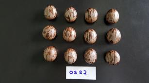 Seringueira OS 22
