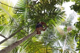 Apanhando açai: método tradicional do Ribeirinho.