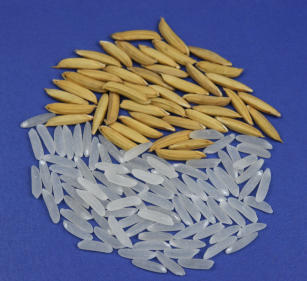 BRS A503