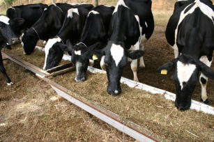 Suplementação alimentar