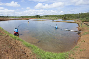 Reprodução de peixes
