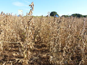 Cultivar de soja convencional BRS 284