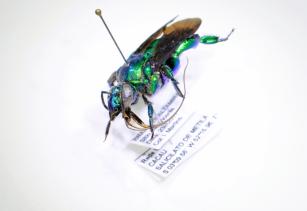 Laboratório de Entomologia VI