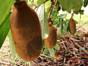 Cultivar de cupuaçu BRS Carimbó