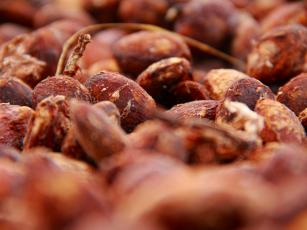Cultivar de cupuaçu BRS Carimbó