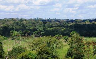 Floresta no Acre