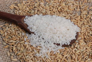 CULTIVAR DE ARROZ IRRIGADO BRS 358