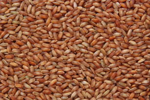 CULTIVAR DE ARROZ IRRIGADO BRS 902