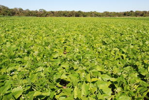 CULTIVAR DE FEIJÃO JALO PRECOCE