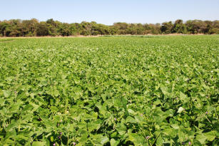 CULTIVAR DE FEIJÃO PRETO BRS ESTEIO