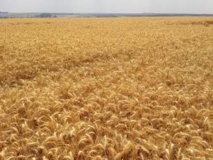 Trigo BRS 394