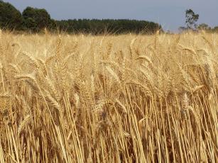 Trigo BRS 394