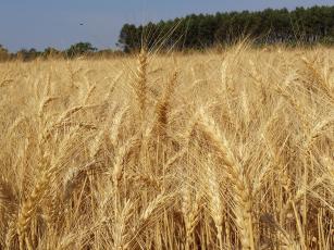 Trigo BRS 394