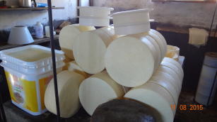 Produção queijo artesanal